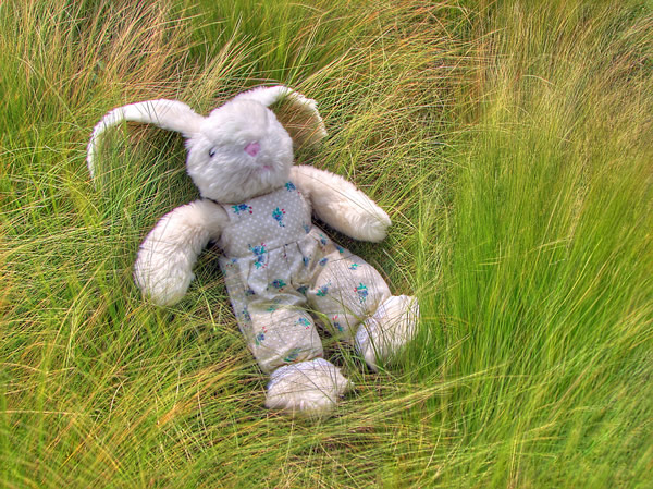The Incredible HDR Bunny 6