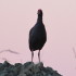 Photo of Pukeko in New Zealand