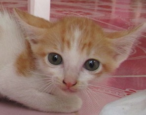 Photo of cute kitten